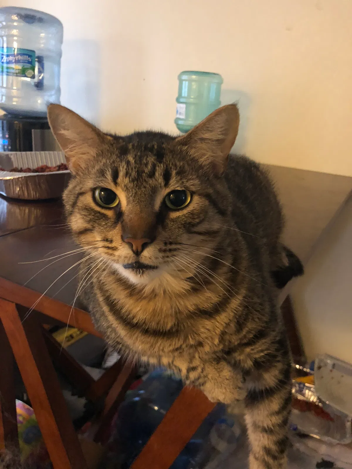 Found cat in Orlando, FL, 32804