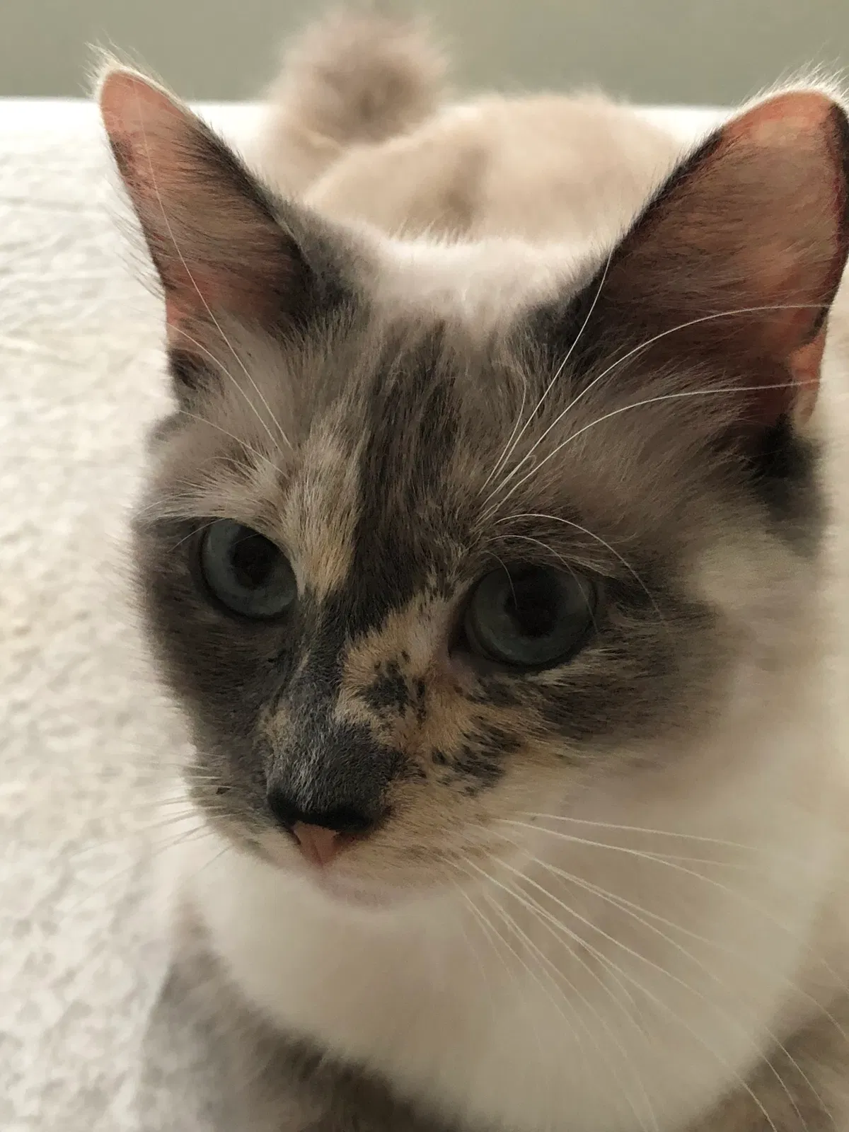 Found cat in Orlando, FL, 32804
