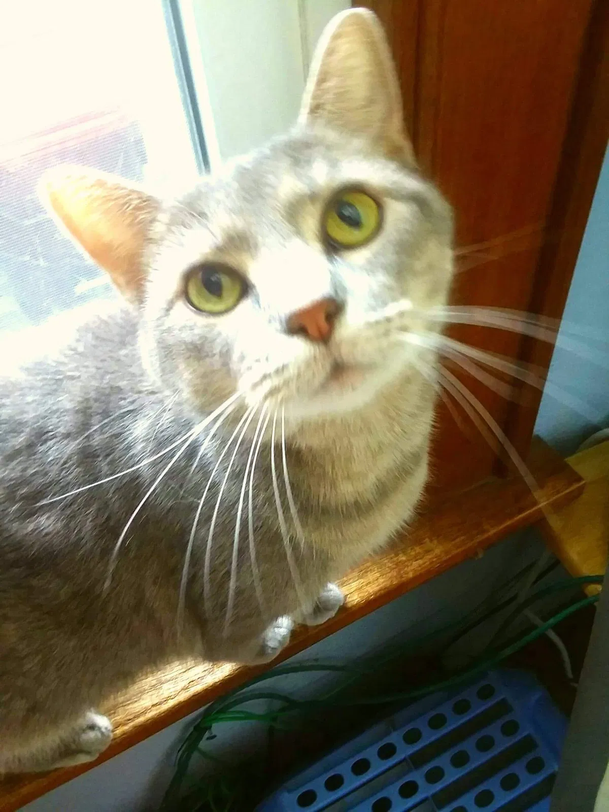 Found cat in Peoria, IL, 61603