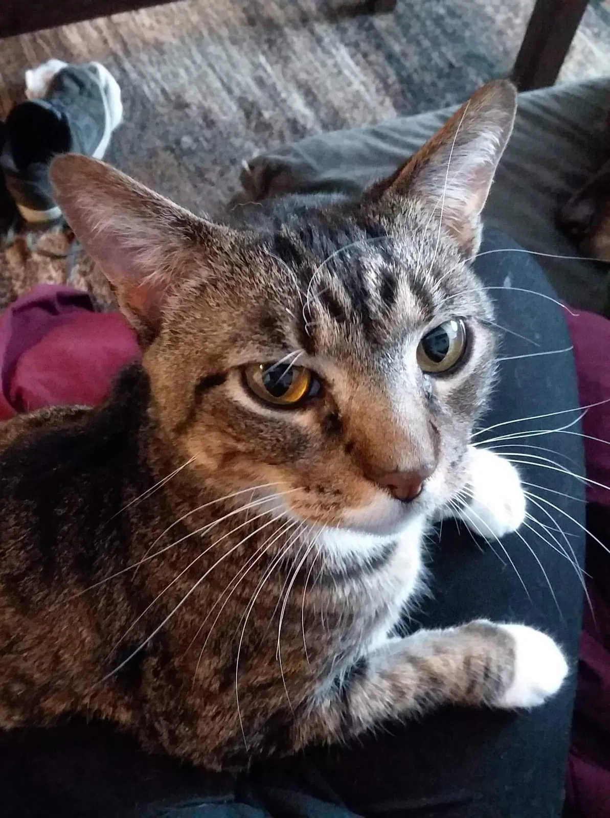 Found cat in Peoria, IL, 61603