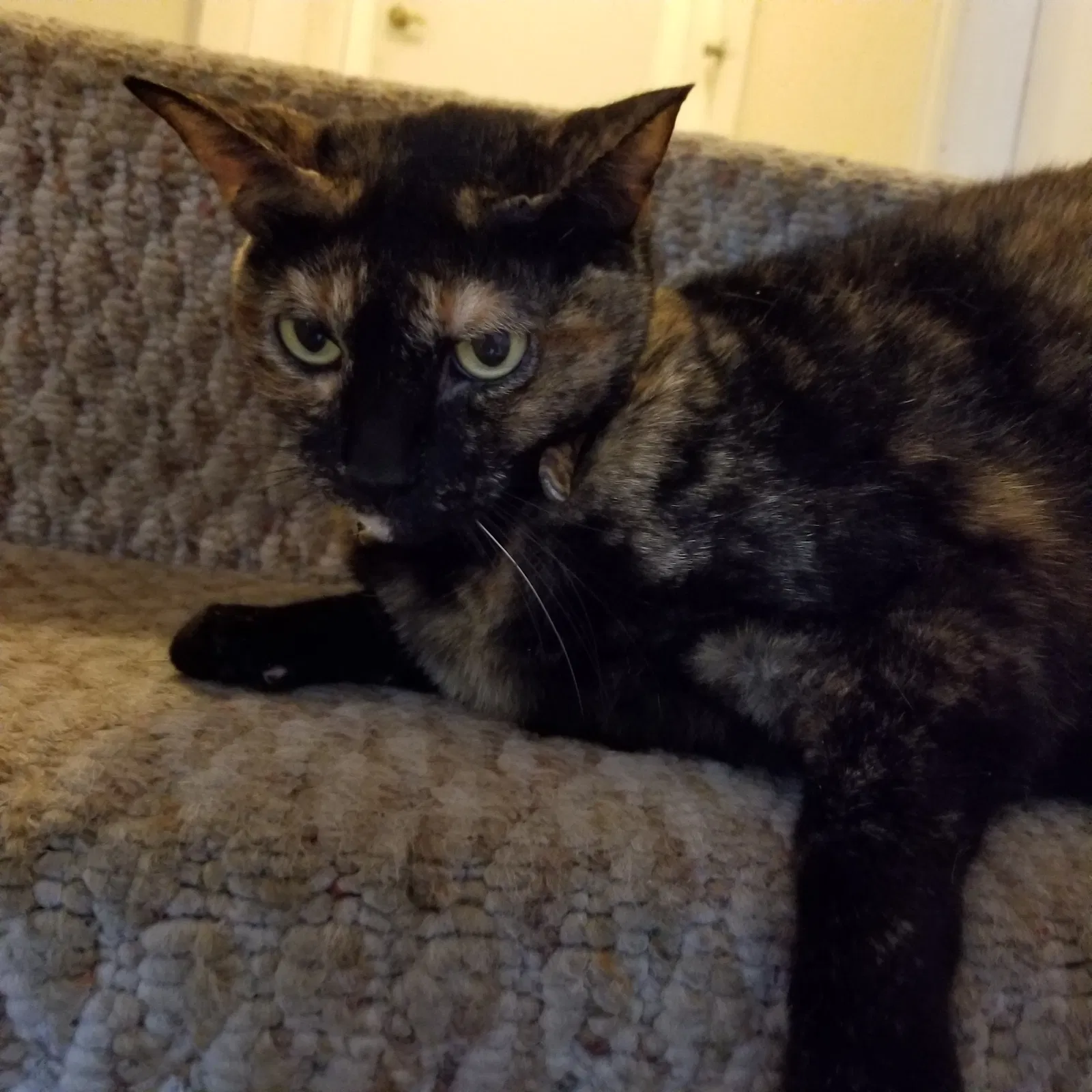 Found cat in Littleton, CO, 80123