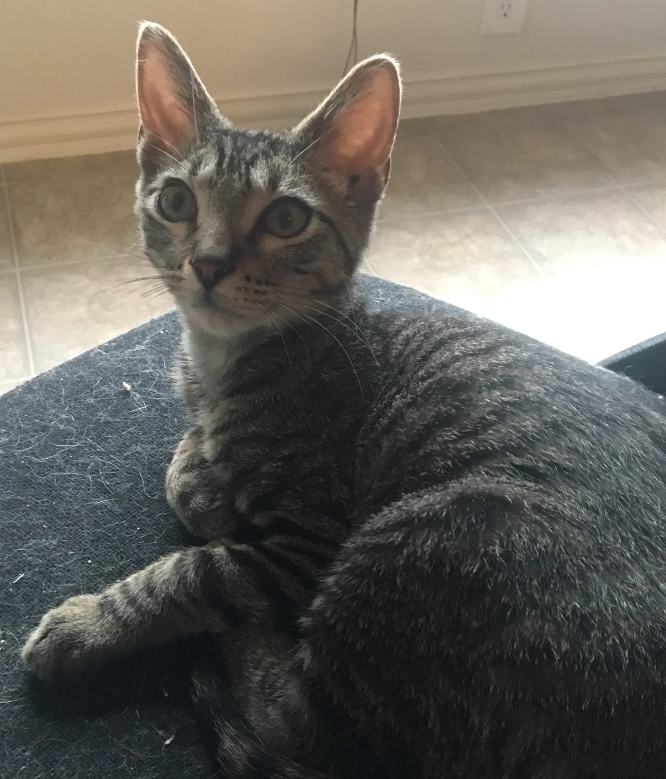 Found cat in Van Alstyne, TX, 75495