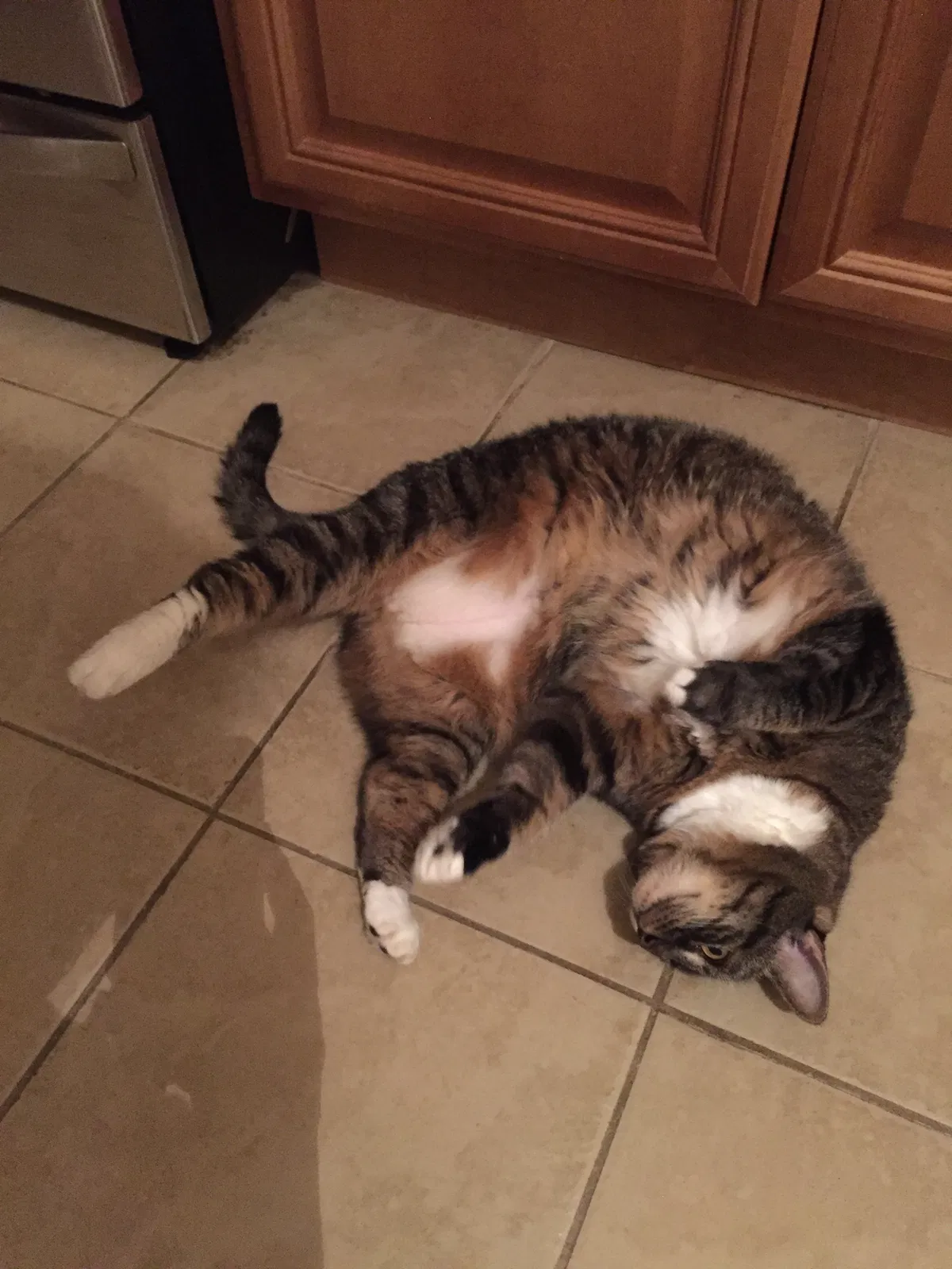 Found cat in Dorchester Center, MA, 2124