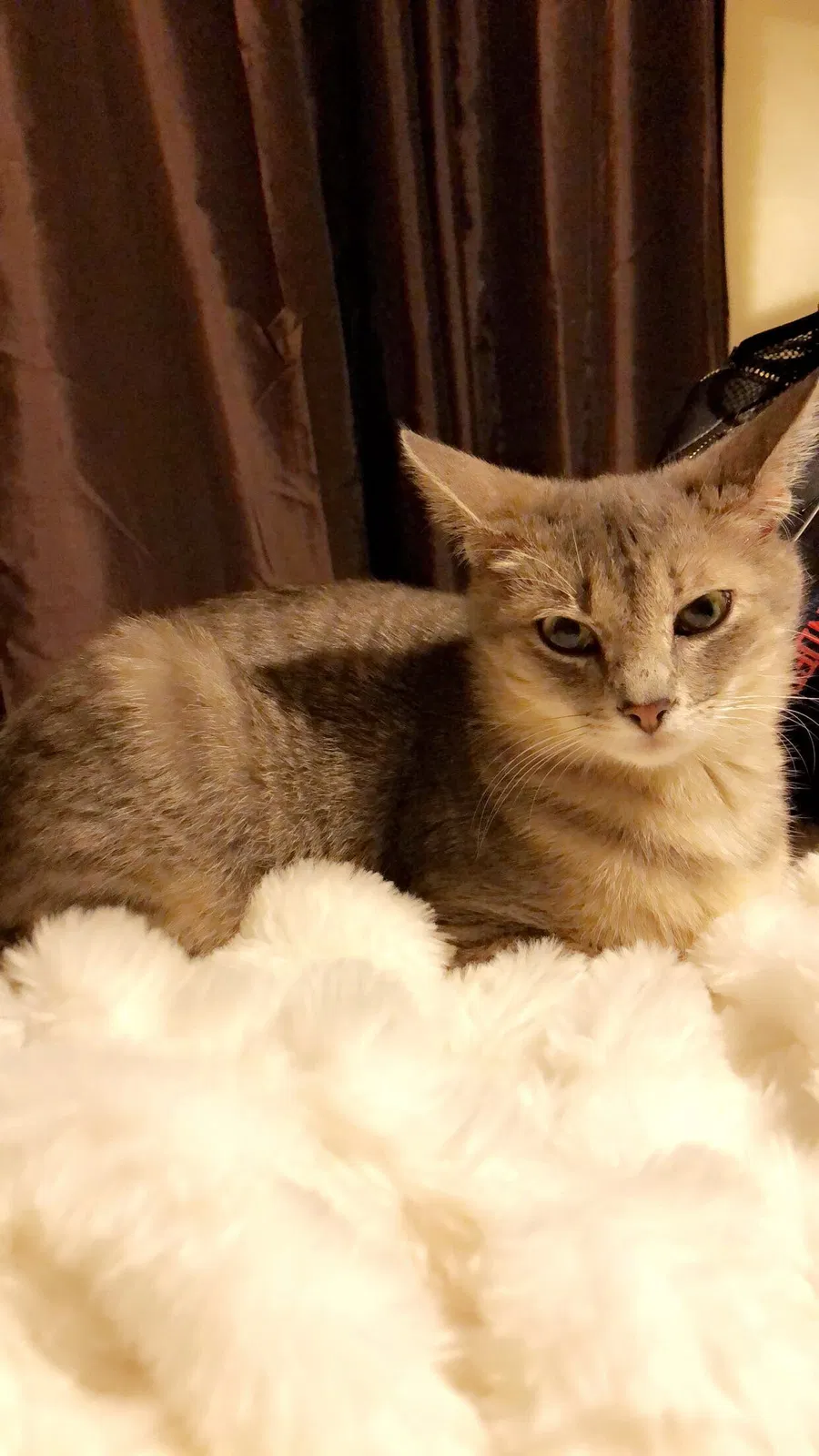 Found cat in Tulsa, OK, 74127