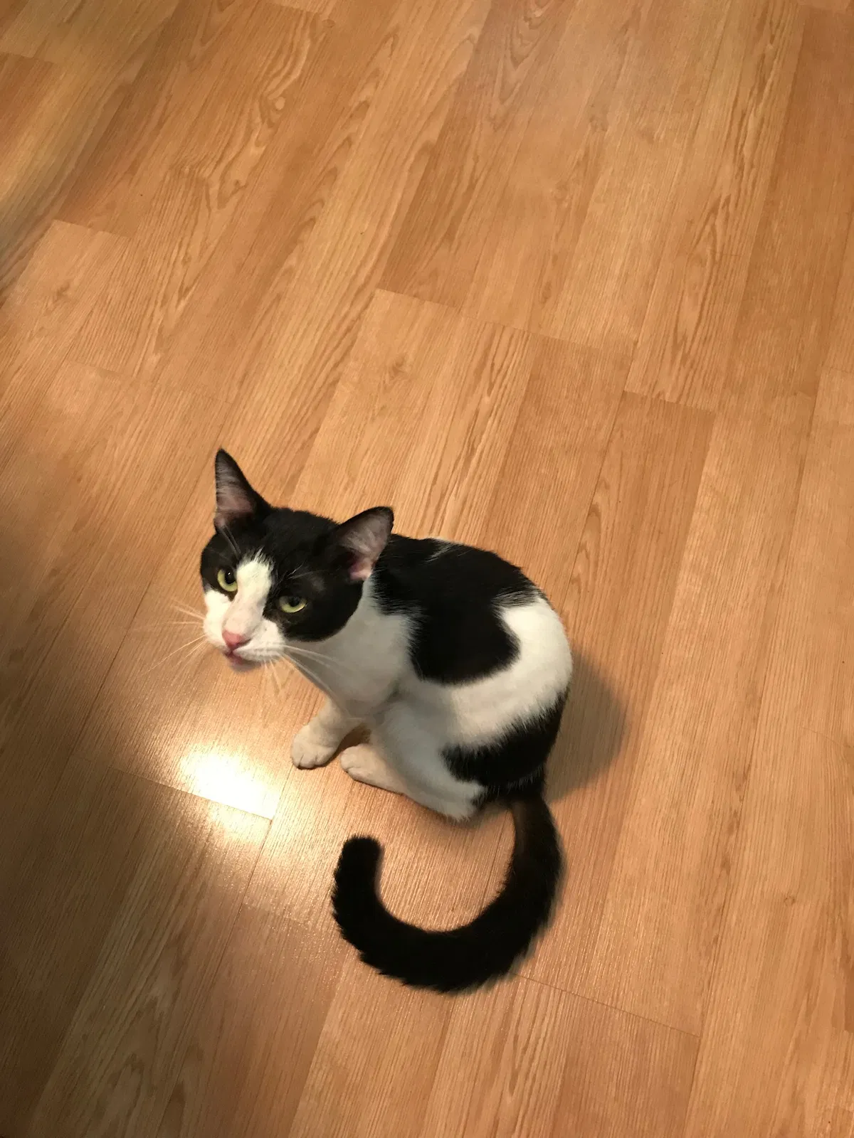 Found cat in Holiday, FL, 34691