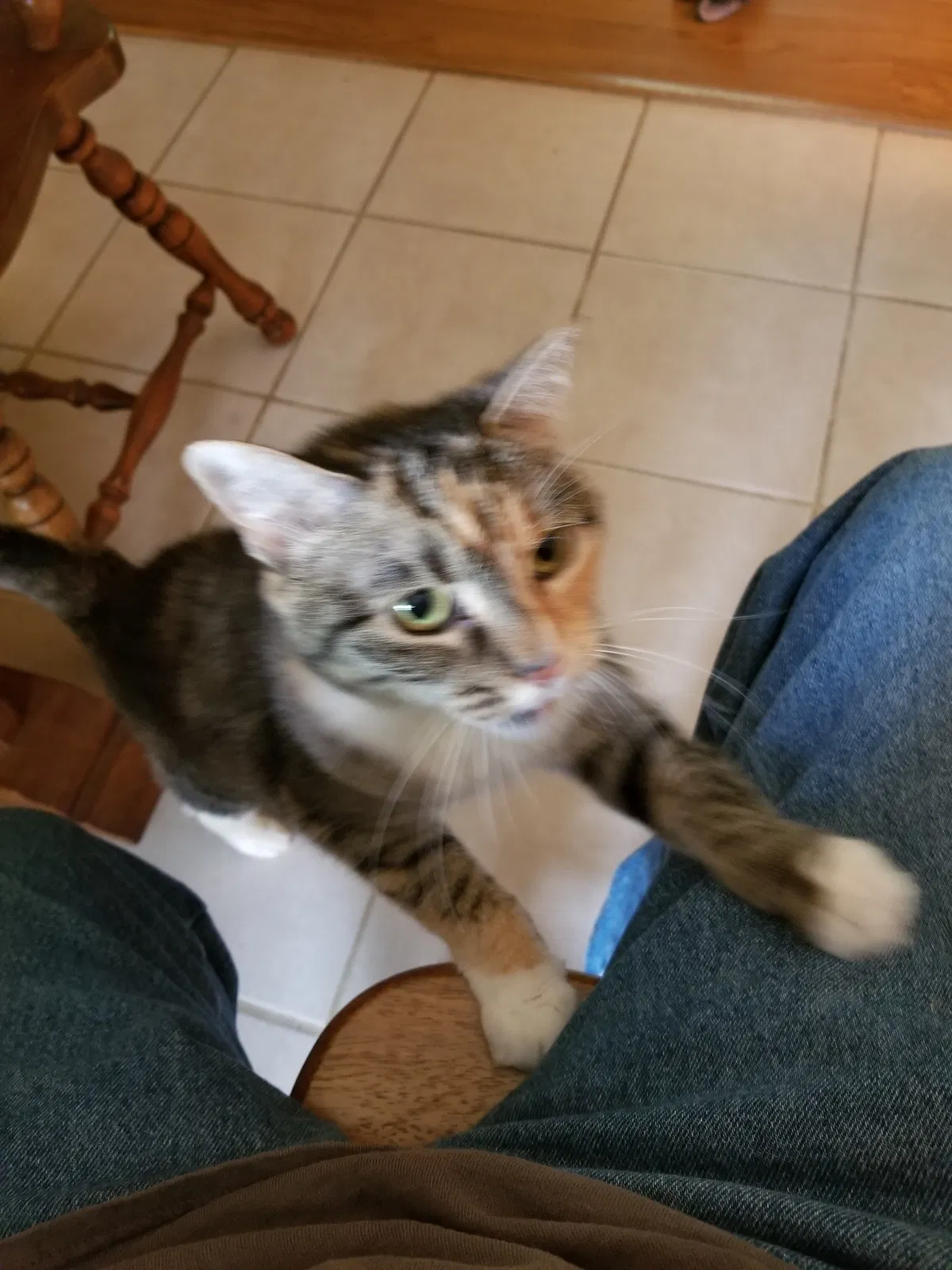 Found Cat