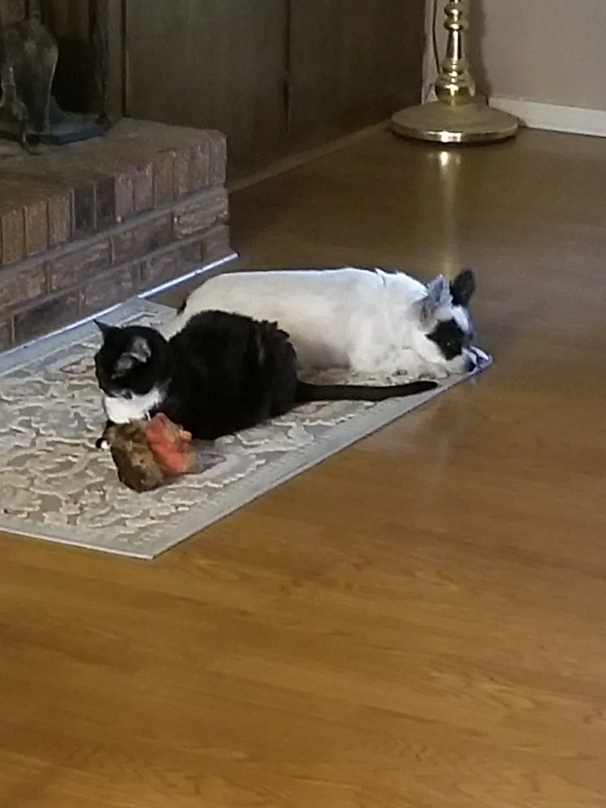 Found cat in Pearl, MS, 39208