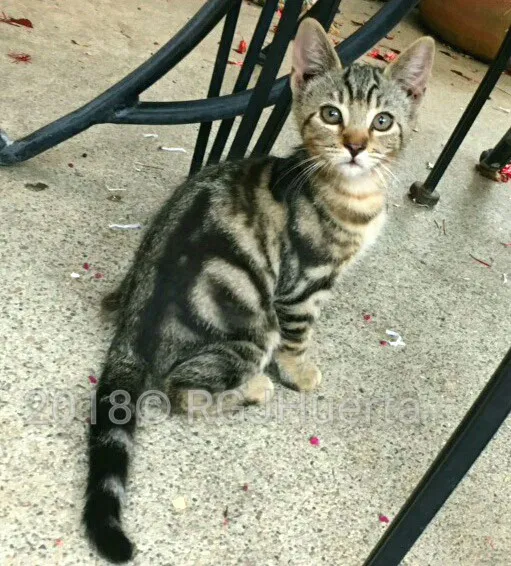 Found cat in Merced, CA, 95340