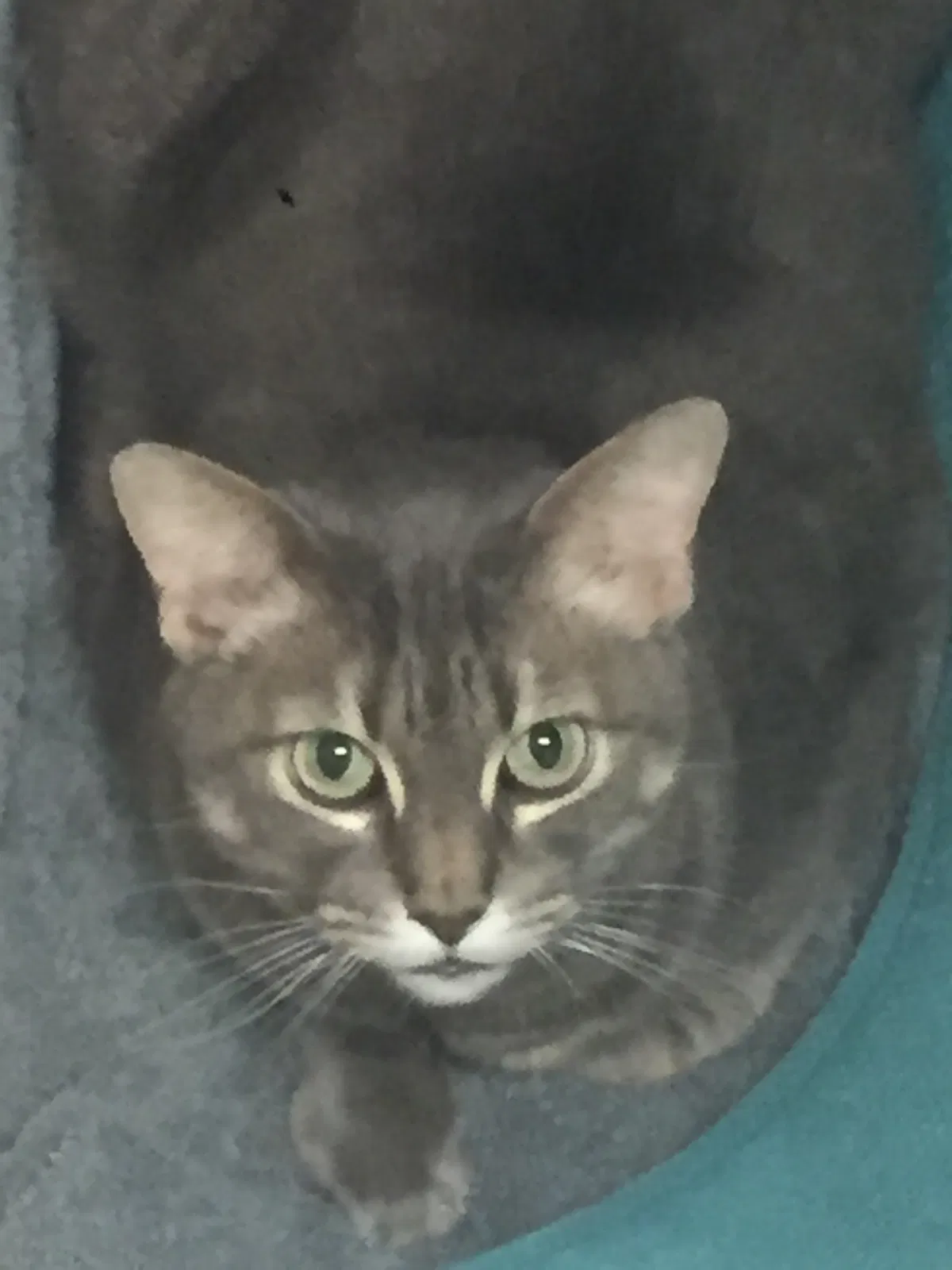 Found cat in Keller, TX, 76244