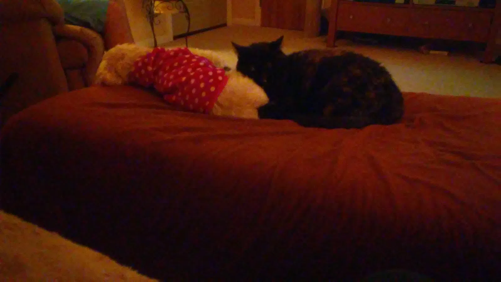 Found cat in Redford, MI, 48239