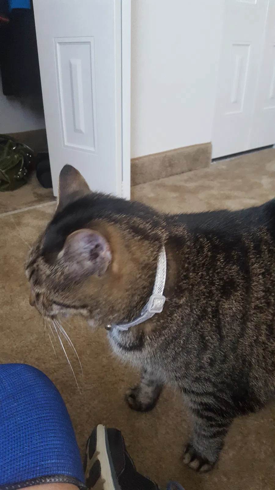 Found cat in York, PA, 17402