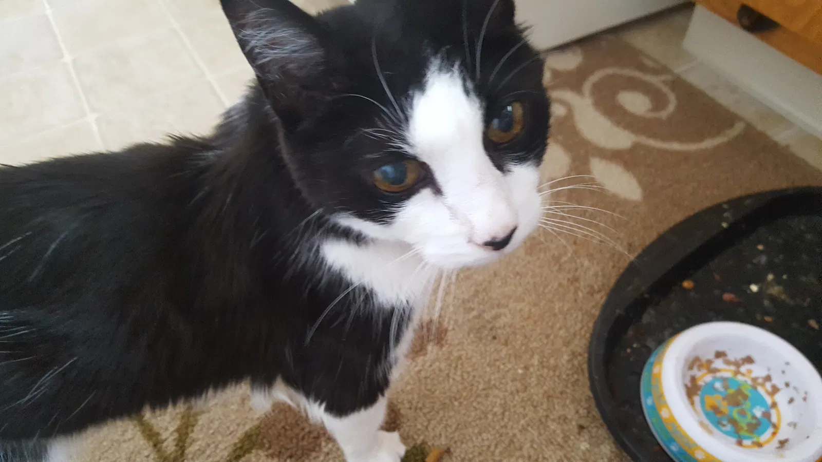 Found cat in York, PA, 17402