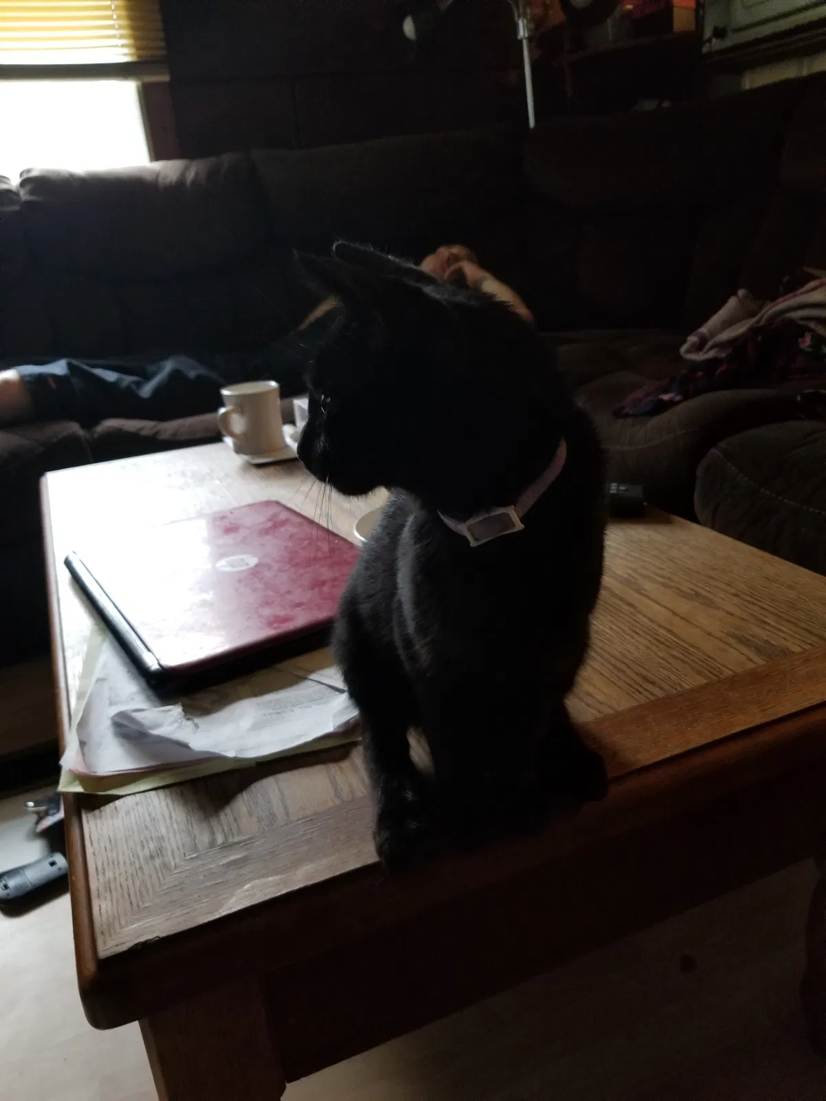 Found cat in Suncook, NH, 3275