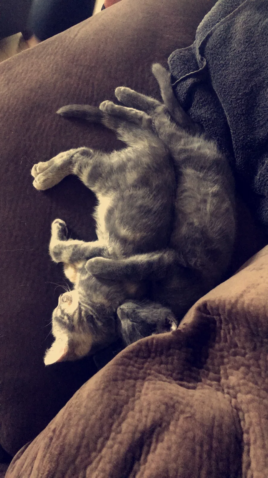 Found cat in Fort Campbell, KY, 42223