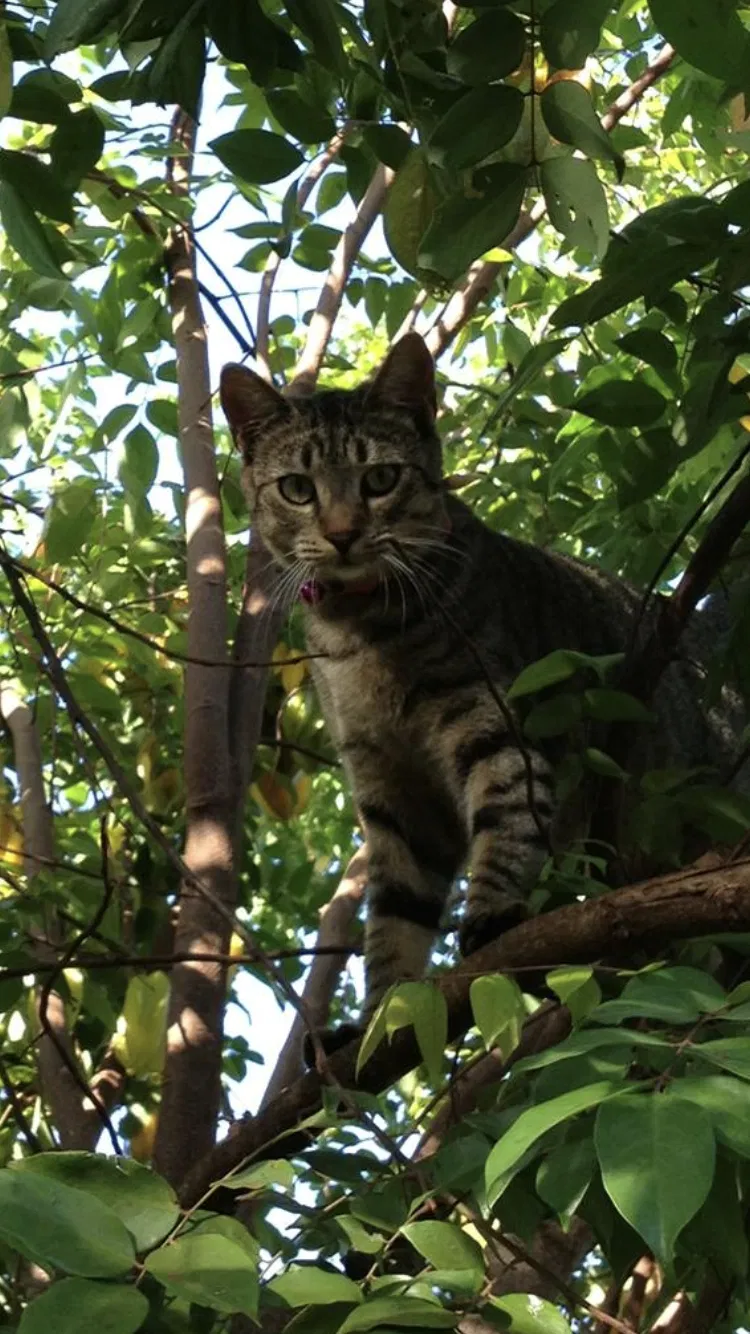 Found cat in Fayetteville, NC, 28311