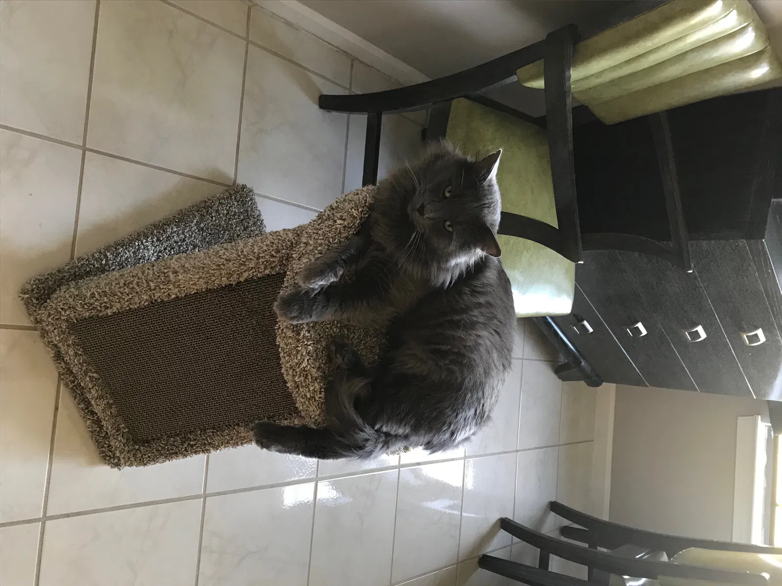 Found cat in Saint Clair Shores, MI, 48082