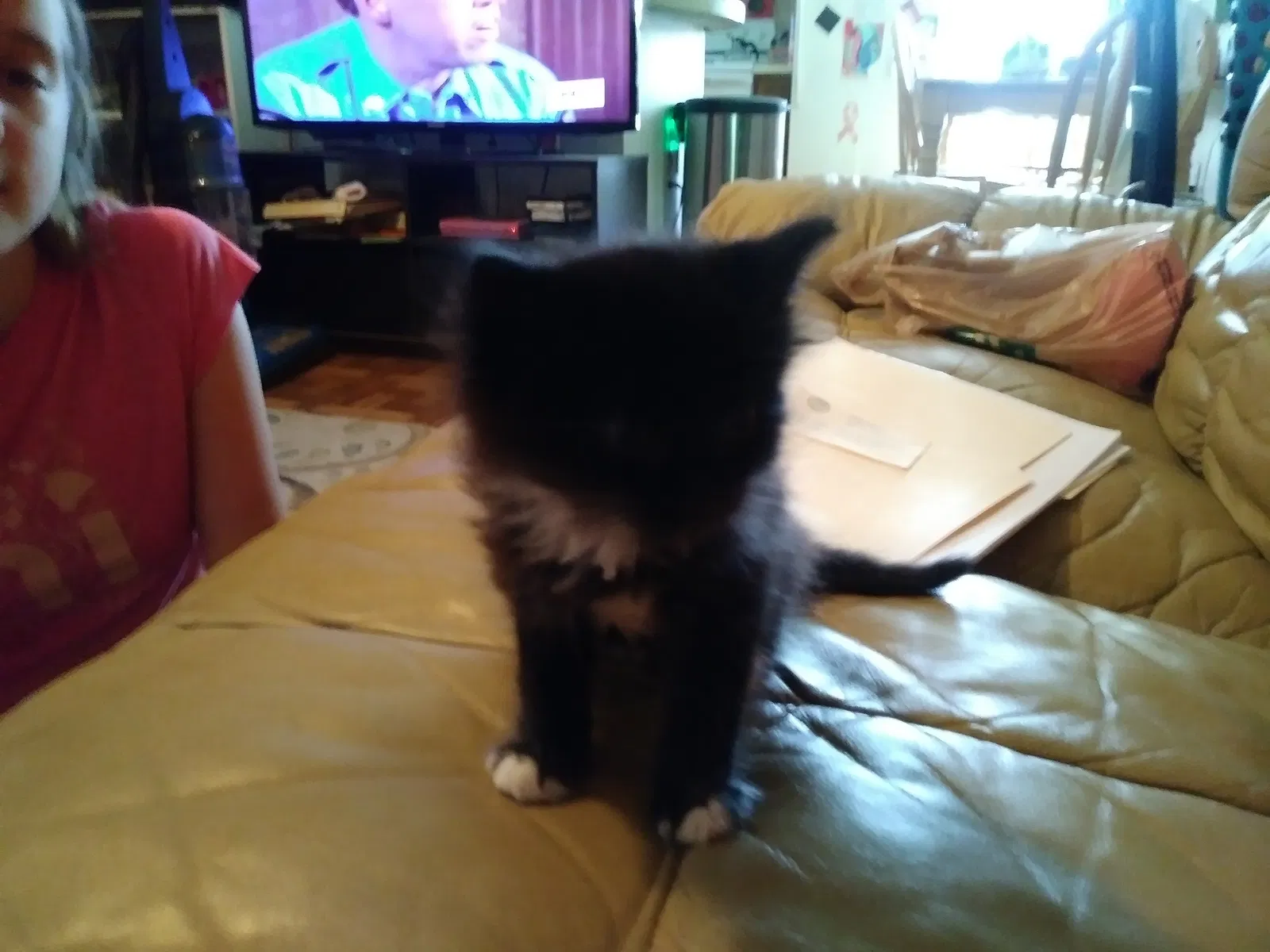 Found cat in Charlotte, NC, 28227