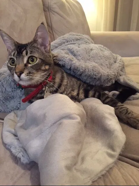 Found cat in Wichita, KS, 67226