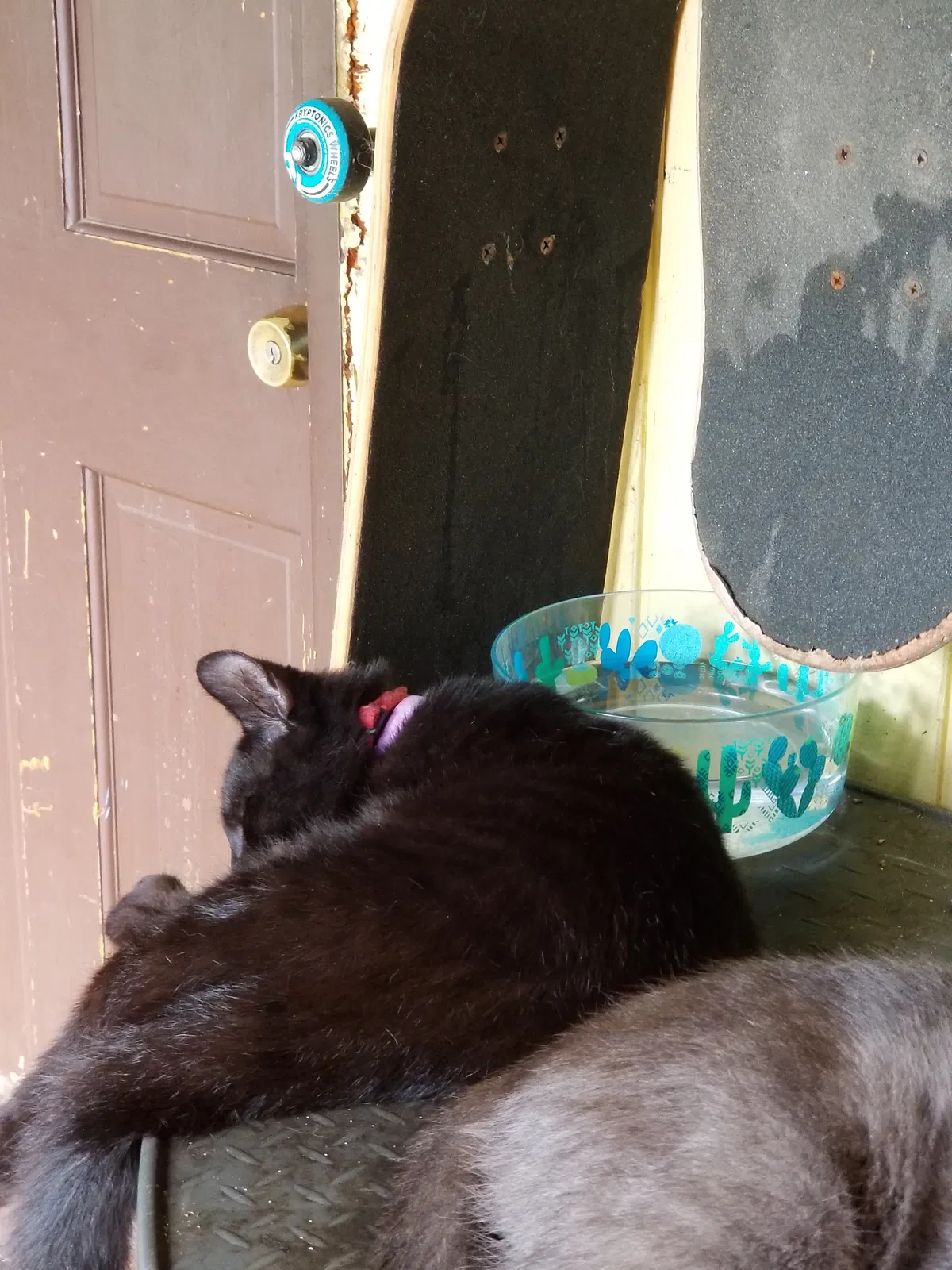 Found cat in Suncook, NH, 3275