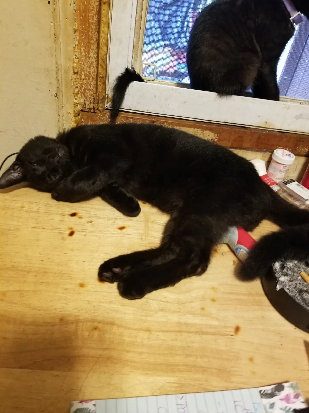 Found cat in Suncook, NH, 3275