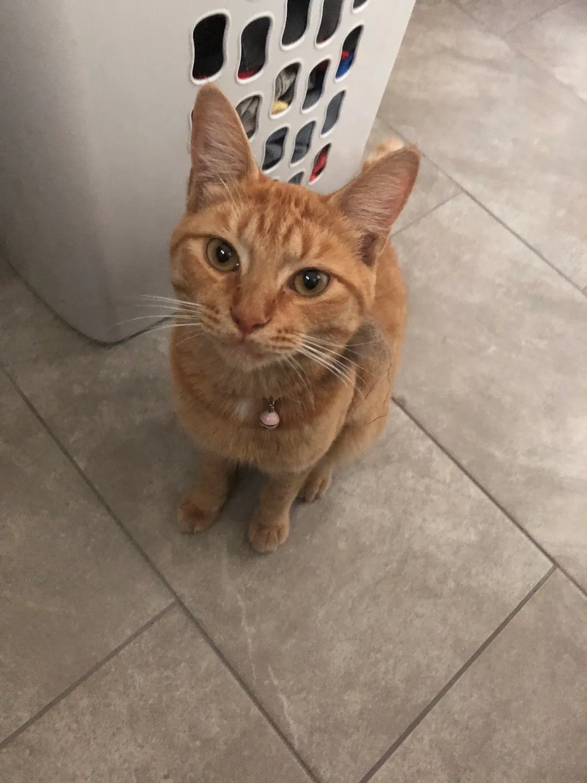 Found cat in Orange, CA, 92867