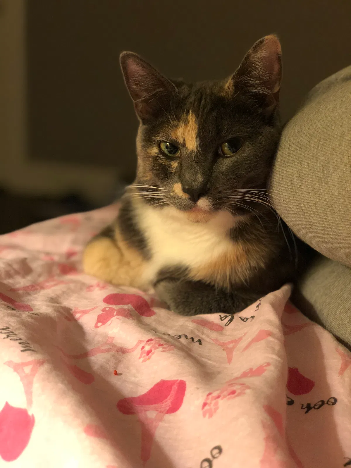 Found cat in Chandler, AZ, 85224