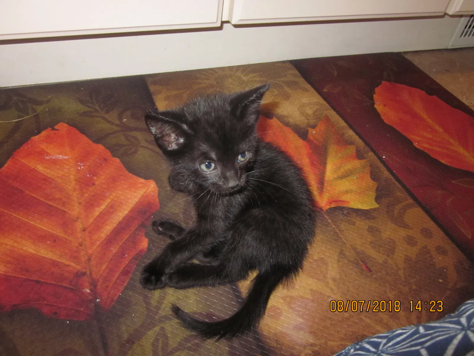 Found cat in Farmingville, NY, 11738