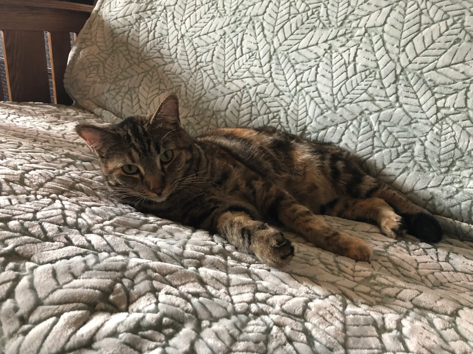 Found cat in Tacoma, WA, 98444