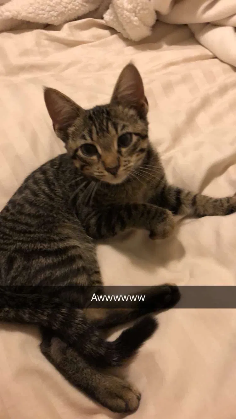 Found cat in Tampa, FL, 33610