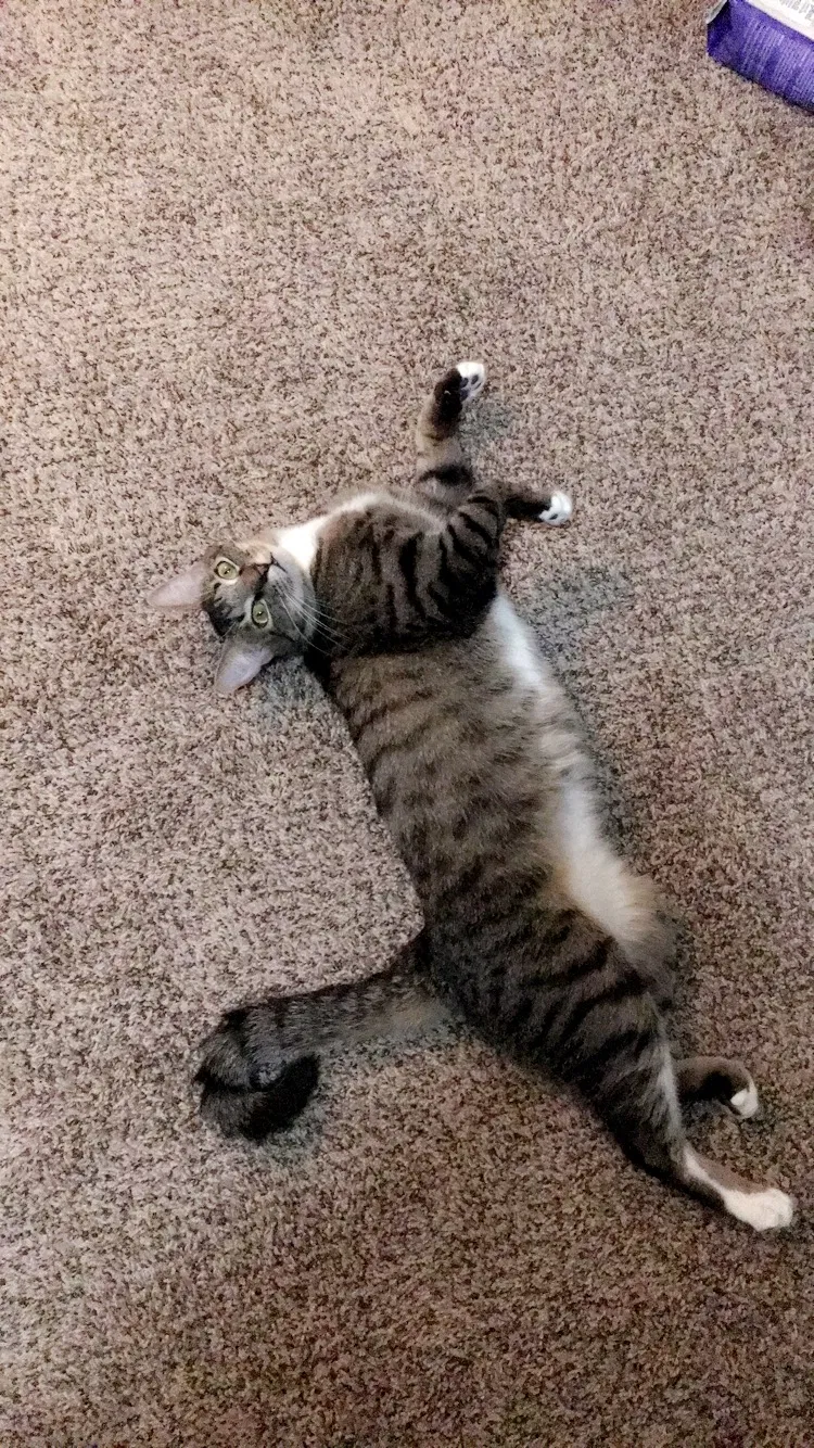 Found cat in Riverdale, GA, 30274