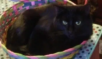 Found cat in Mesa, AZ, 85204