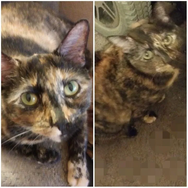 Found cat in Mesa, AZ, 85204