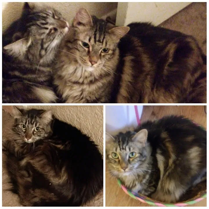 Found cat in Mesa, AZ, 85204
