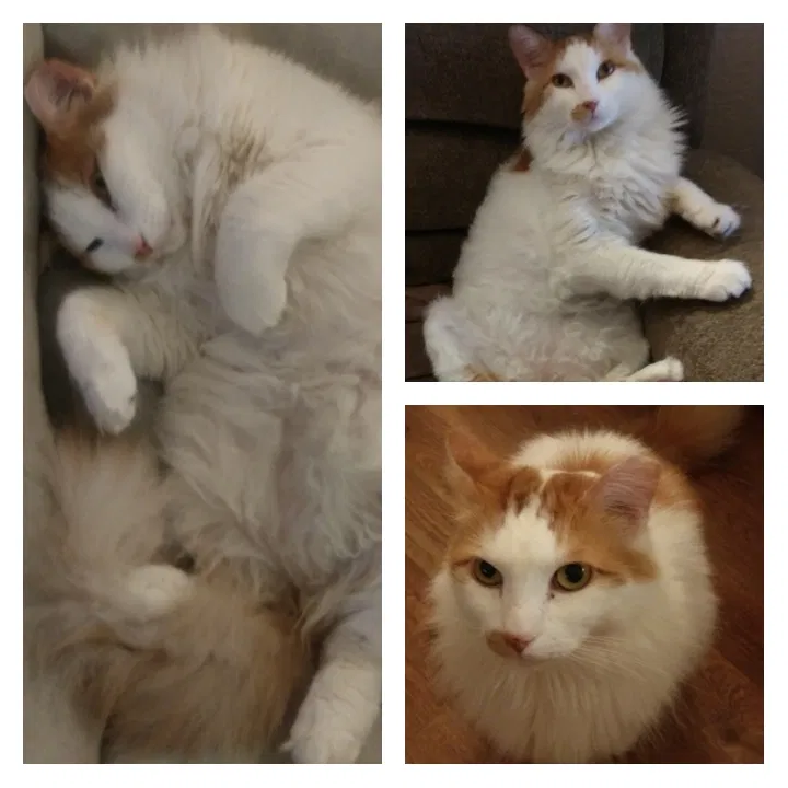 Found cat in Mesa, AZ, 85204