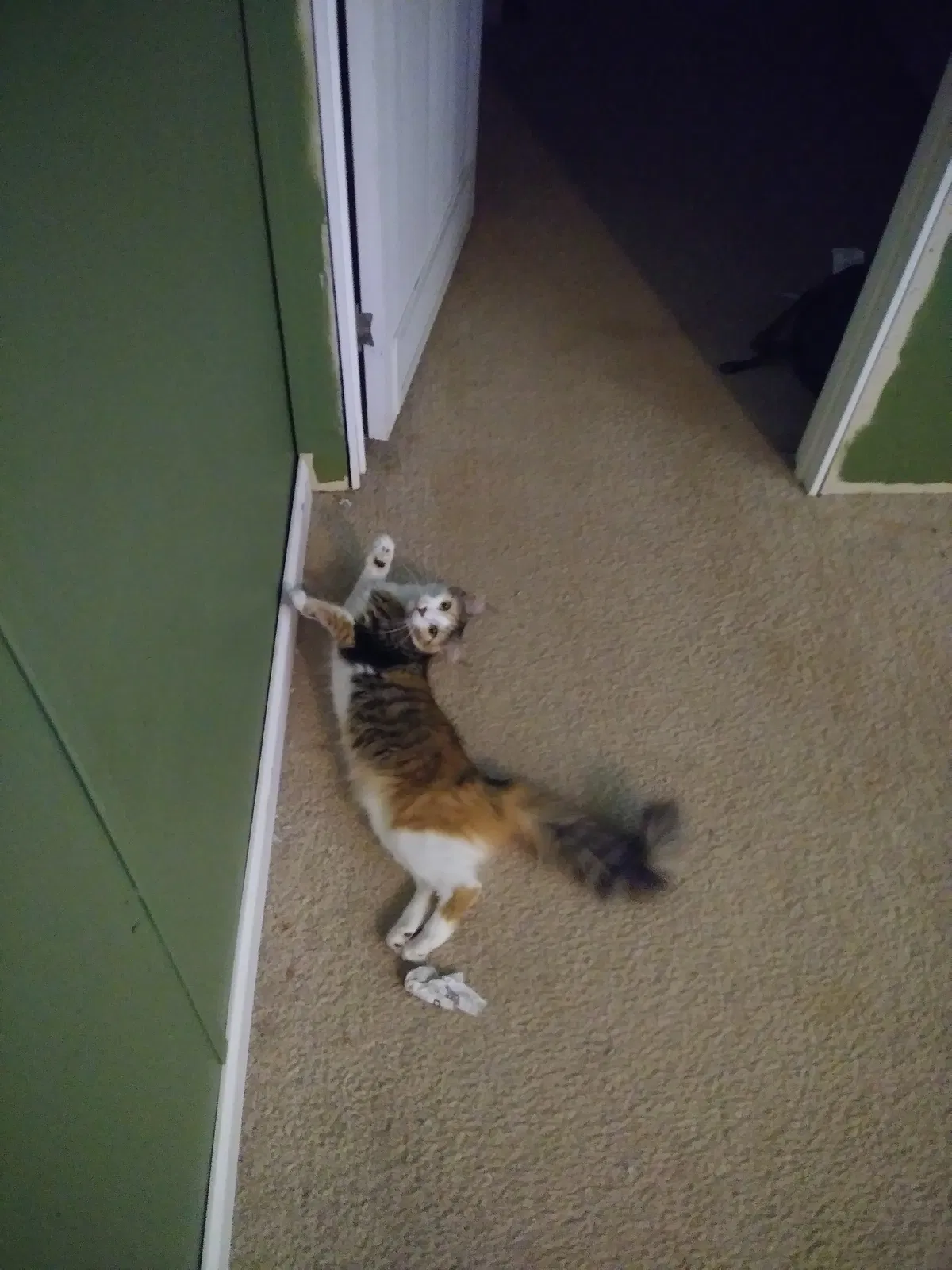 Found cat in Bessemer City, NC, 28016