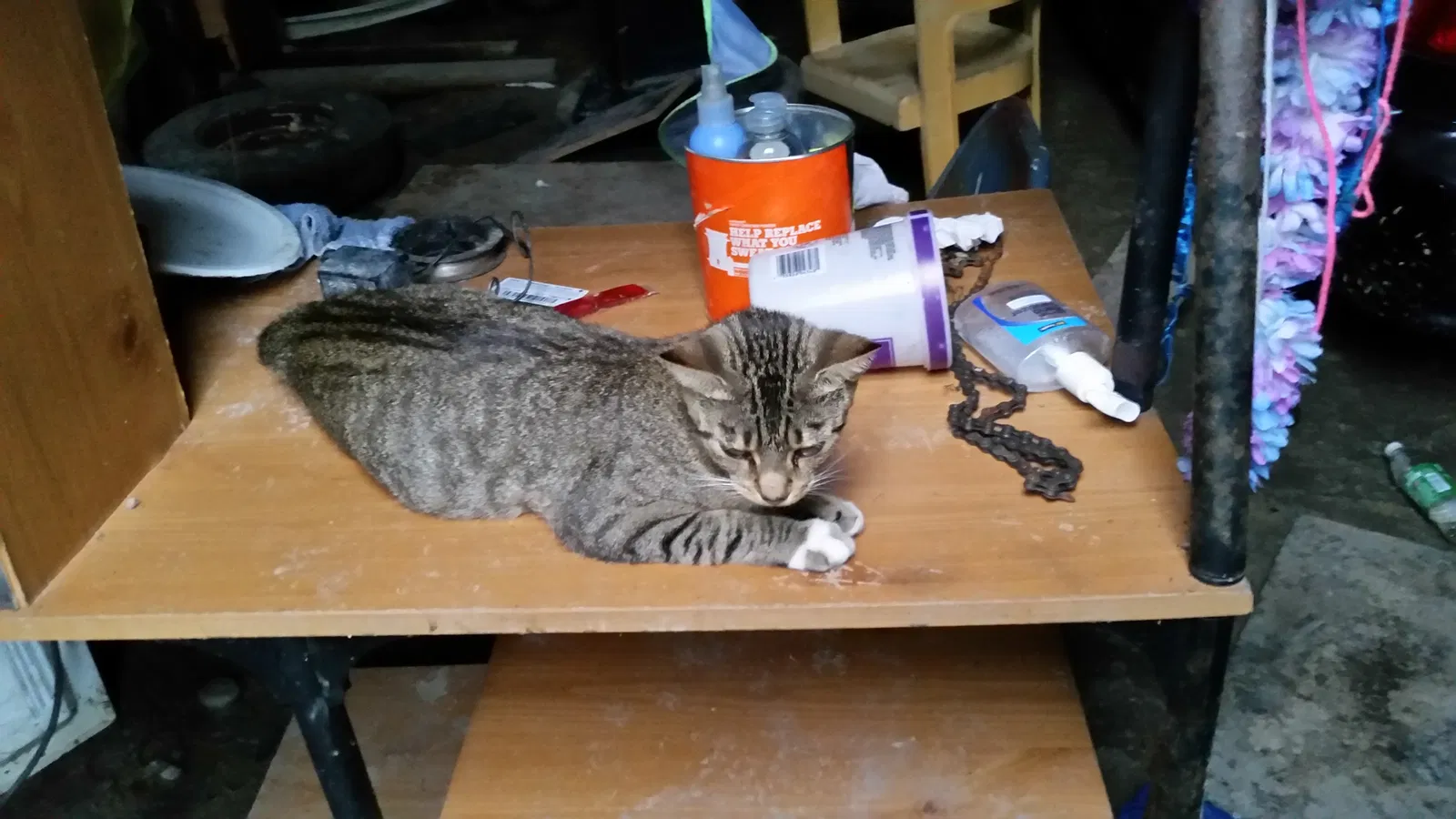 Found cat in Maysville, NC, 28555