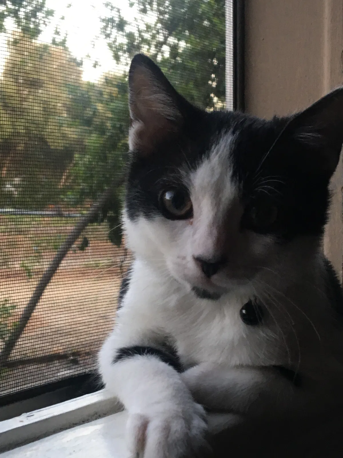 Found cat in Covina, CA, 91723