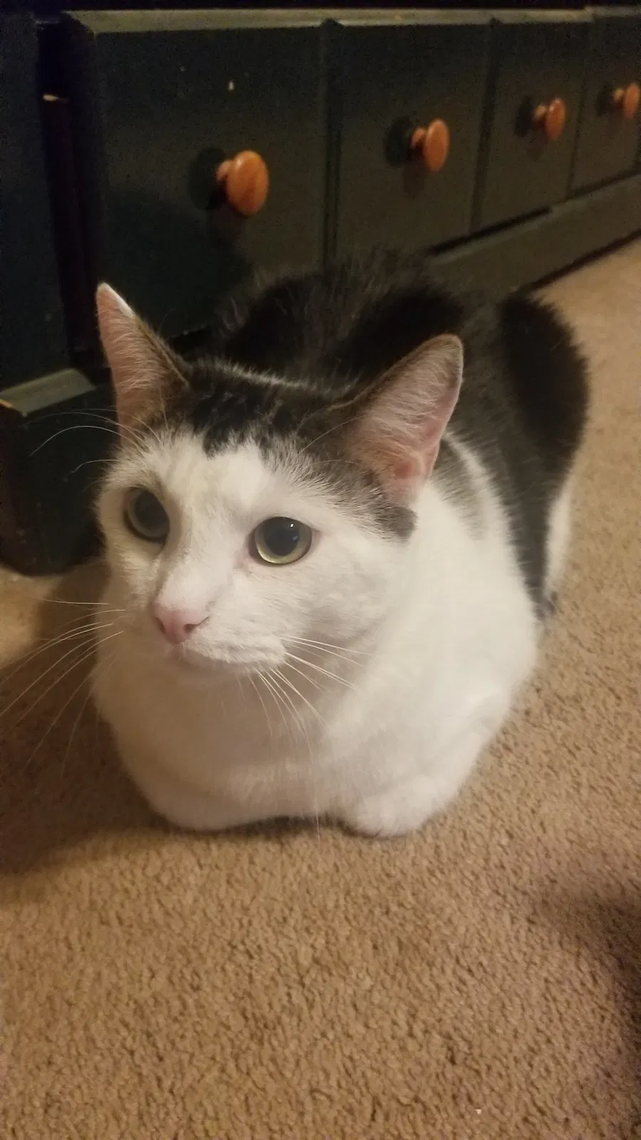 Found cat in Gainesville, TX, 76240