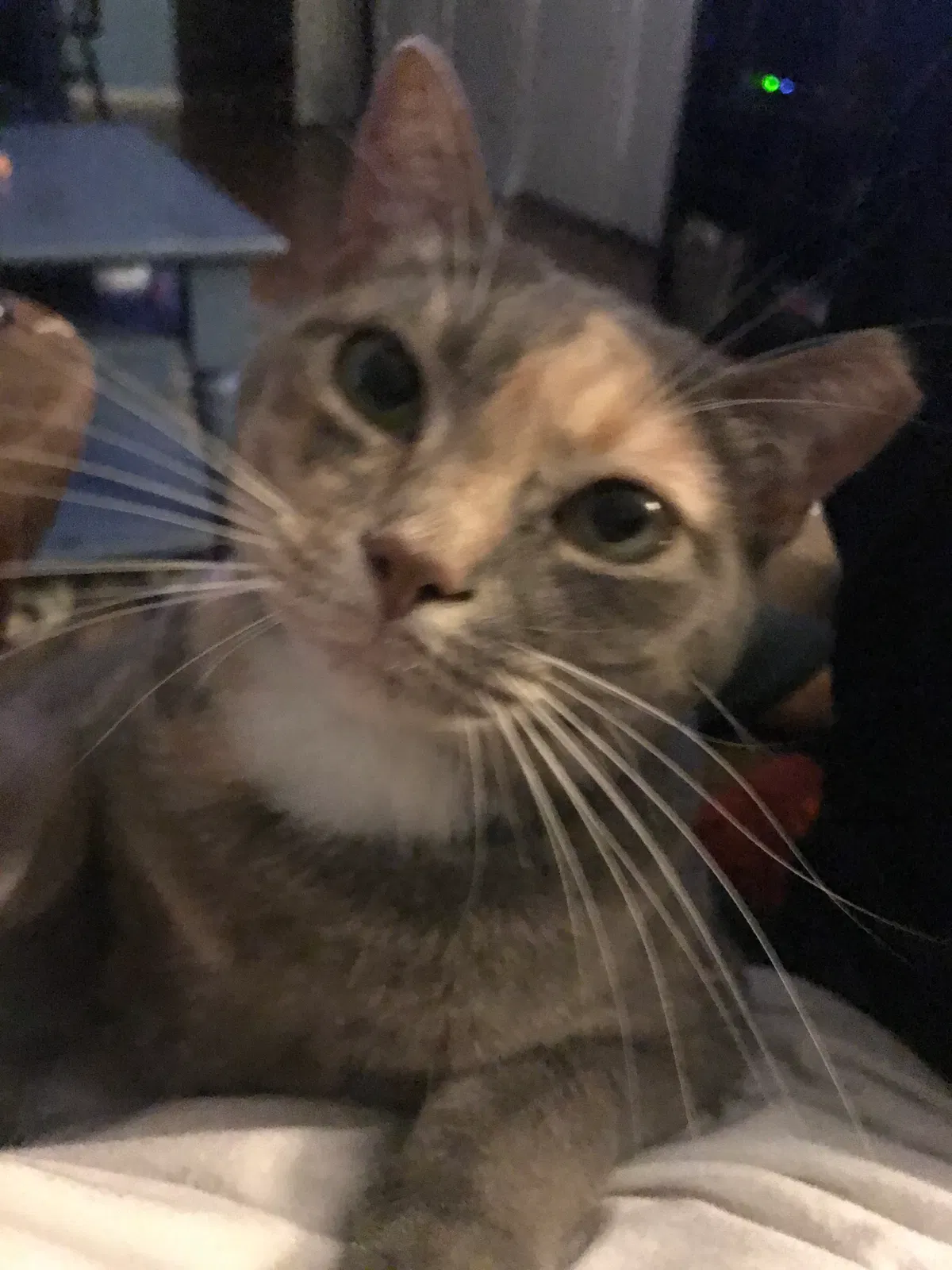 Found cat in Ponte Vedra Beach, FL, 32082