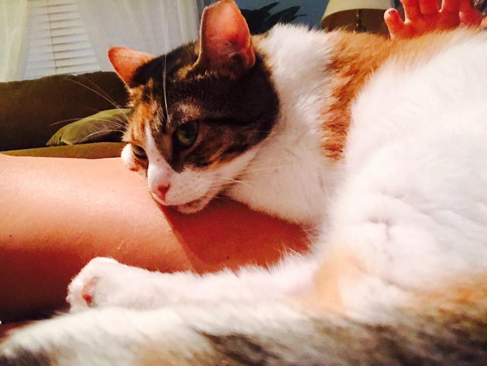 Found cat in Ponte Vedra Beach, FL, 32082