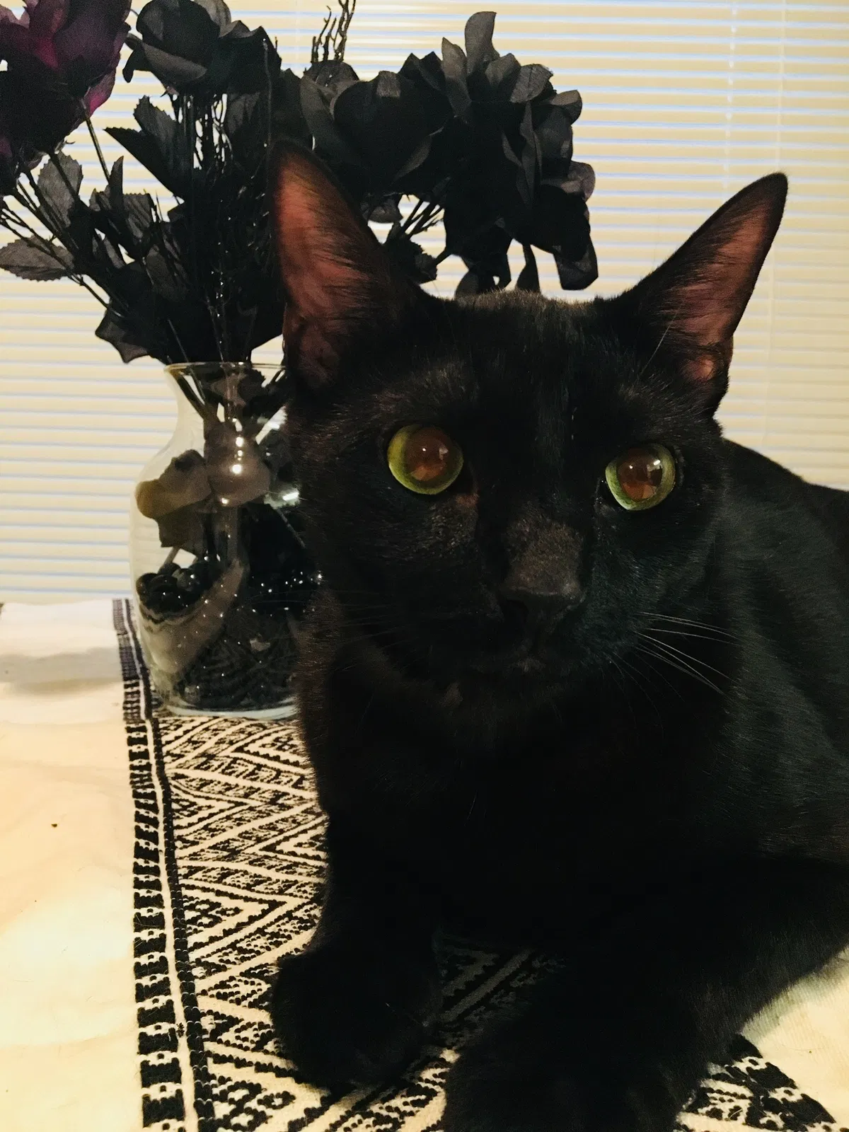 Found cat in Orlando, FL, 32835