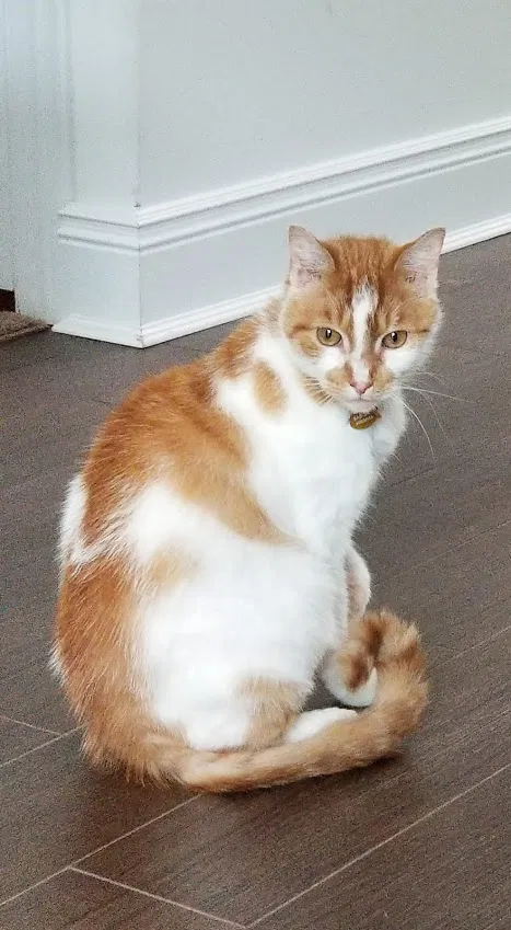 Found cat in Egg Harbor Township, NJ, 8234
