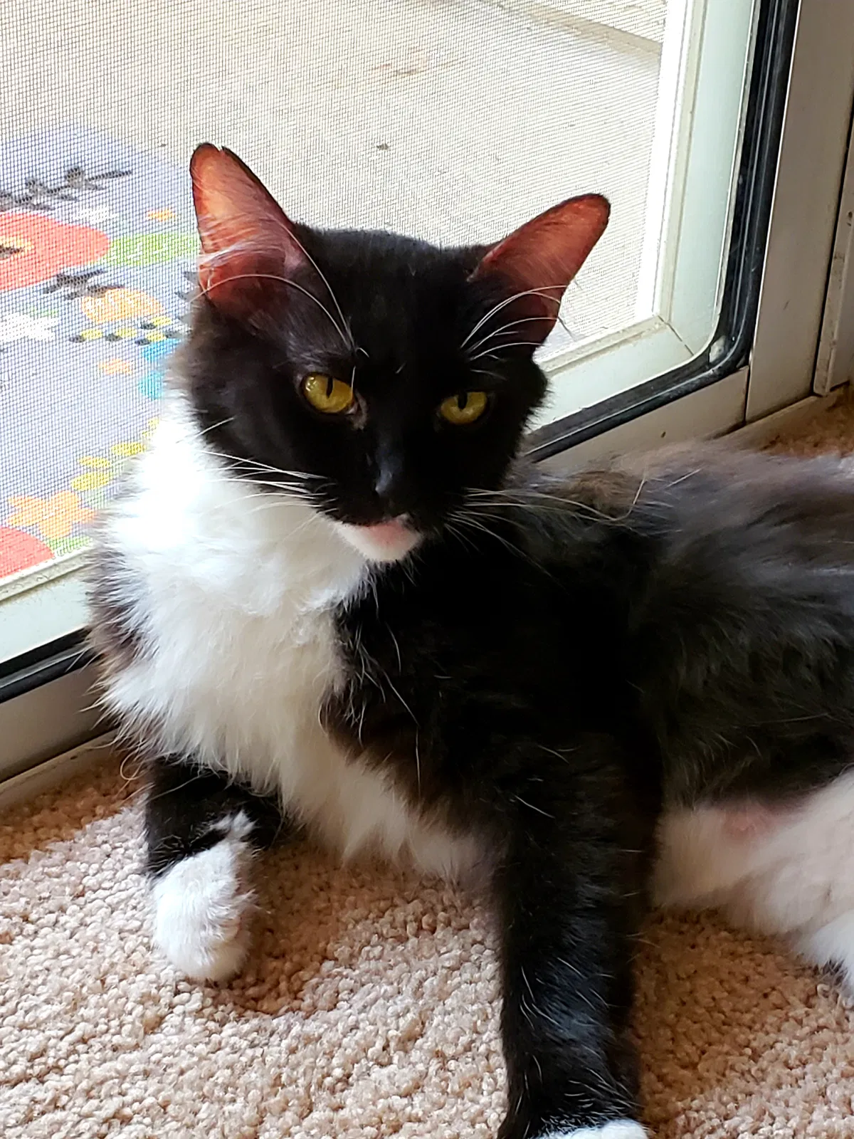 Found cat in Phoenix, AZ, 85085