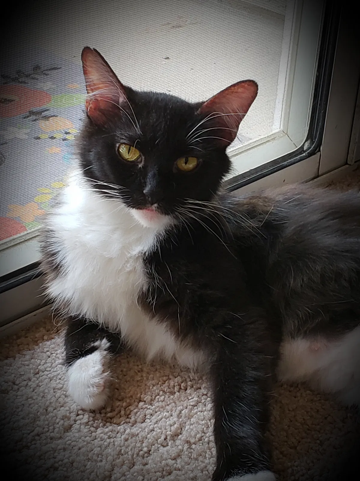 Found cat in Phoenix, AZ, 85085