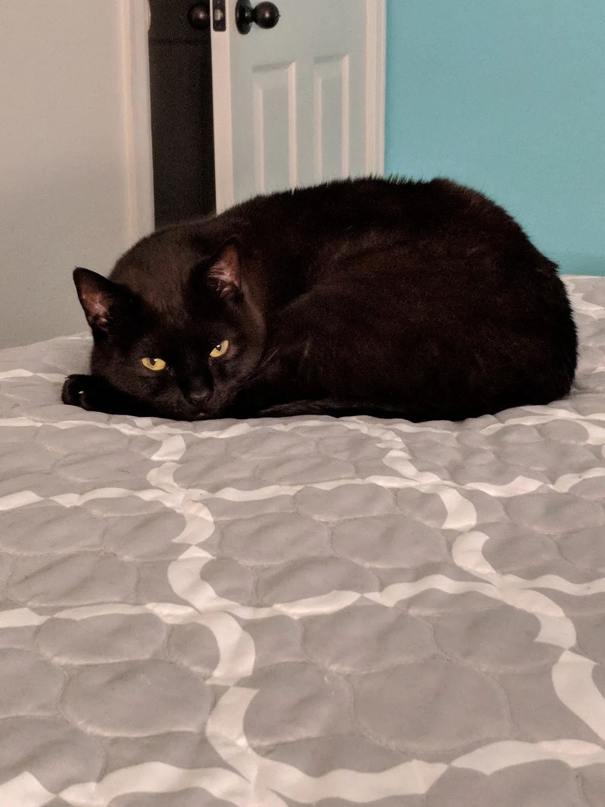 Found cat in Greeley, CO, 80631