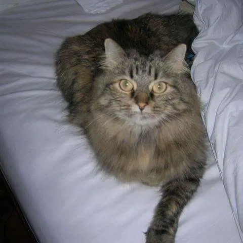 Found cat in Colorado Springs, CO, 80917