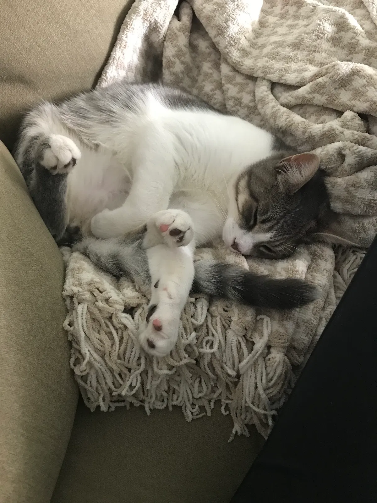 Found cat in Annapolis, MD, 21401