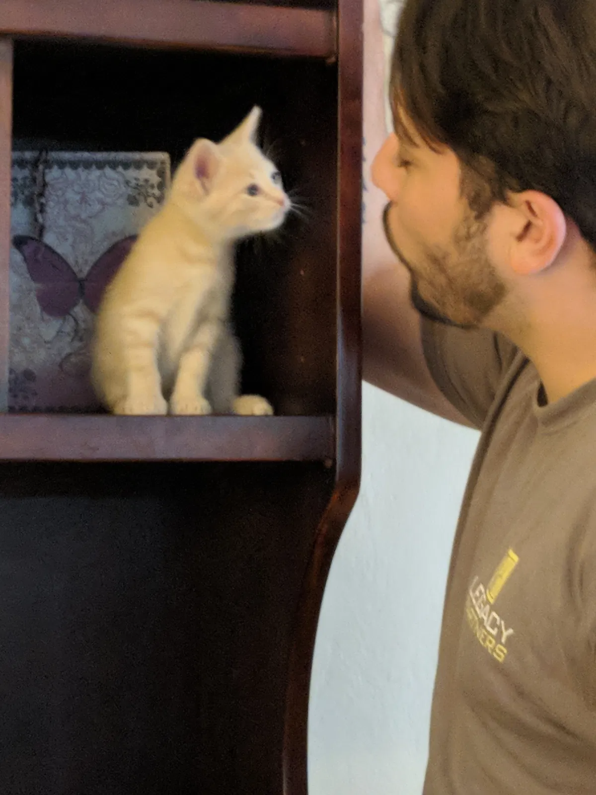 Found cat in Gilbert, AZ, 85296