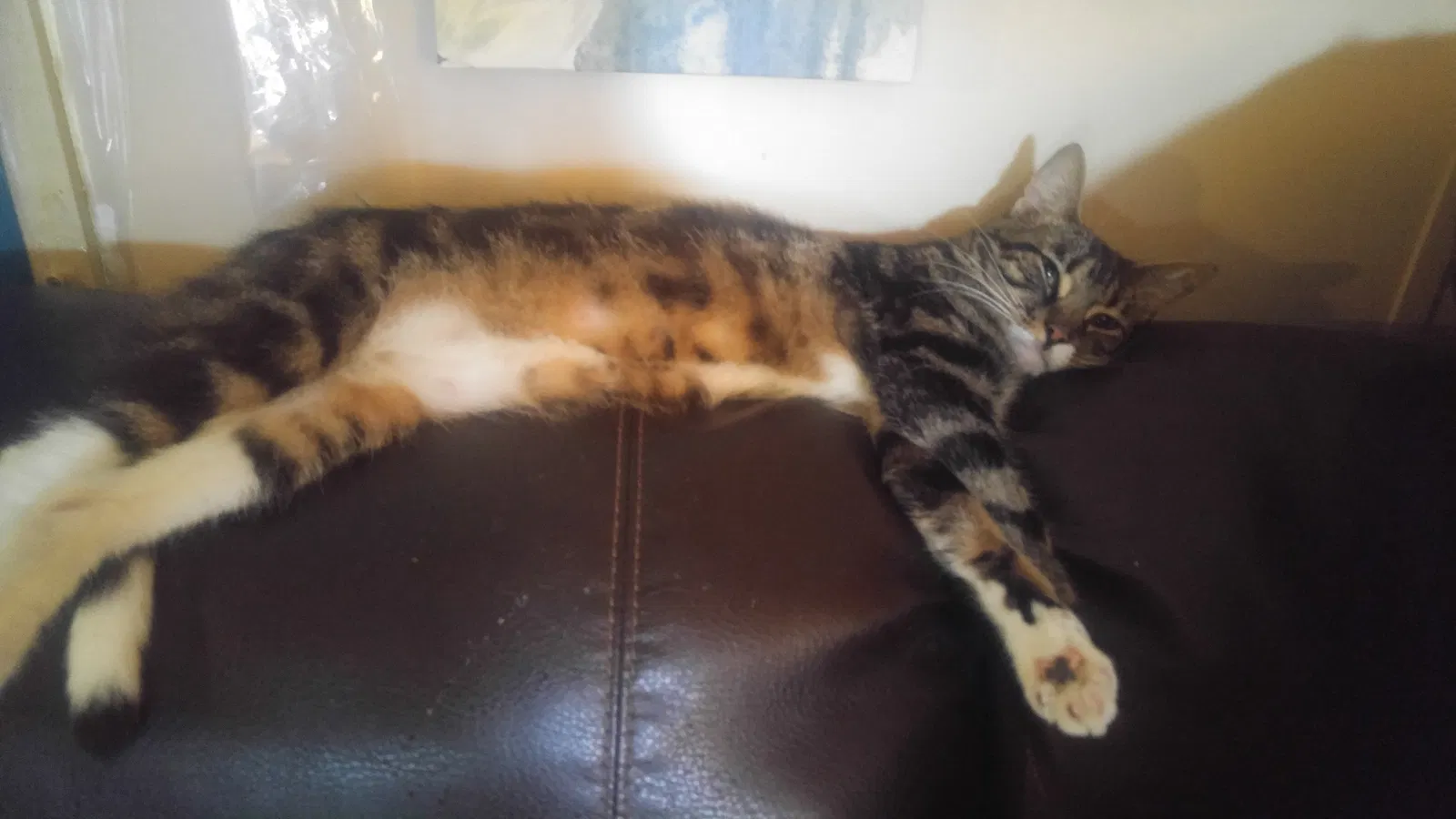 Found cat in Ravenna, OH, 44266