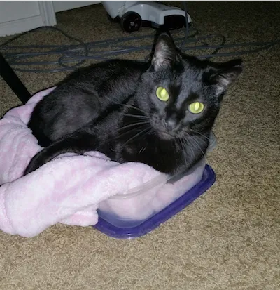 Found cat in Issaquah, WA, 98029